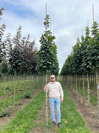 Spitz-Ahorn 'Columnare' (Acer platanoides 'Columnare'), säulenförmiger Hochstamm 12-14 StU mit Drahtballen im Baumschulquartier.