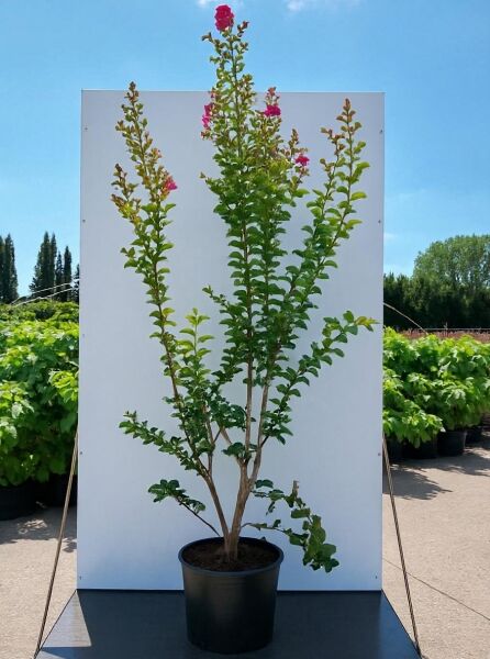 Indische Lagerströmie (Lagerstroemia indica) 'Rose Fuchsia', mehrtriebig im Topf, mit rosa Blüten, 150–175 cm, C20