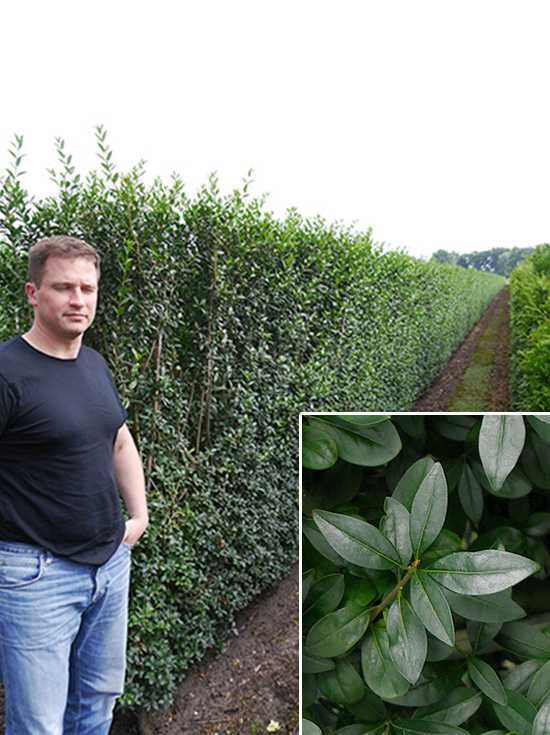 Wintergrner Liguster / Fertighecke / Heckenelement 200 cm - Ligustrum  vulgare 'Atrovirens'