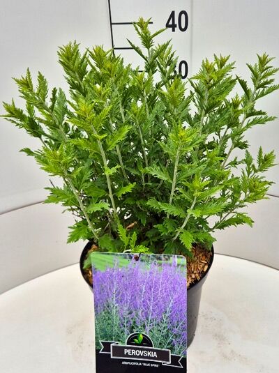 Perovskia atriplicifolia 'Blue Spire' / Blauraute 'Blue Spire' 40-60 cm C5, Topfpflanze mit aufrechten, grünen Trieben