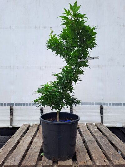 Grüner Zwerg-Fächer-Ahorn Acer palmatum 'Mikawa yatsubusa', 80-100 cm, im Container, aufrecht wachsender Ahorn mit grünen Blättern.