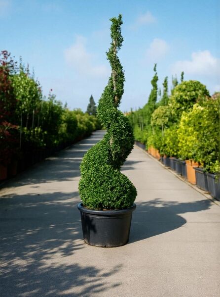 Buxus sempervirens 'Spirale' / Buchsbaum-Spirale, spiralig geschnittene Topiary-Pflanze im Topf, 100–125 cm, C30.