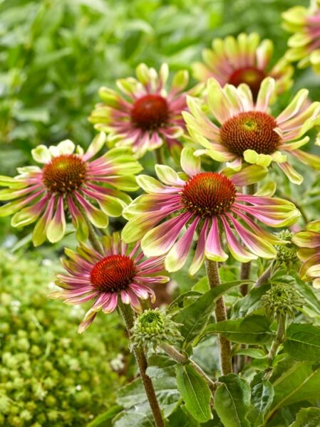 Echinacea purpurea 'Green Twister' / Purpursonnenhut