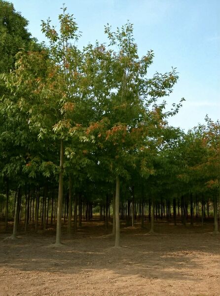 Quercus rubra (Rot-Eiche), Amerikanische Rot-Eiche Hochstamm 30-35 StU m. Db., Baum in Baumschule mit Krone und Stamm