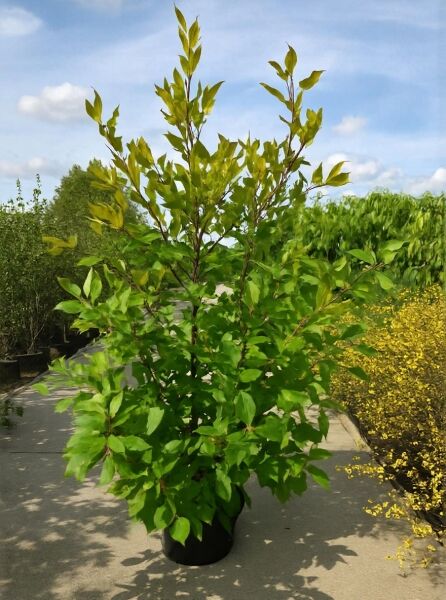 Nyssa sylvatica (Wald-Tupelobaum/Nymphenbaum) Hochstamm im Container C20, ca. 150–175 cm, mit grünem Laub.