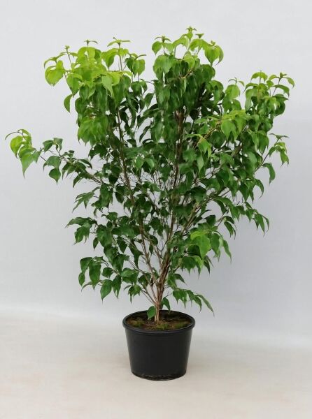 Japanischer Blumen-Hartriegel Cornus kousa 'Schmetterling', 150-175 cm, im C20-Topf, mehrstämmiger Strauch mit grünem Laub.