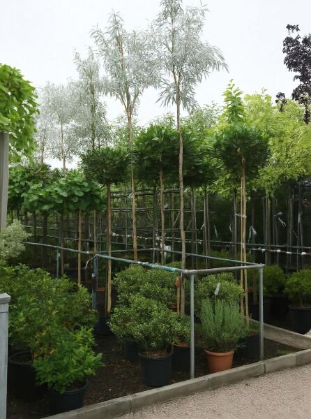 Schmalblättrige Ölweide (Elaeagnus angustifolia) Hochstamm 10-12 StU im Container, Baum mit silbrig schmalen Blättern