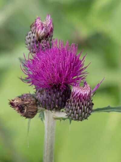 Kratzdistel 'Trevor's Blue Wonder' / Cirsium rivulare 'Trevor's Blue Wonder'