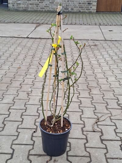 Kletterrose Rosa 'Jasmina ®' im C3-Topf, A-Qualität, mit Rankhilfe und Trieben mit frischen Blättern.