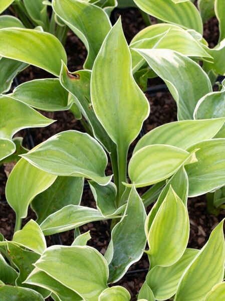 Funkie 'Magic Fire ®' / Hosta x cultorum 'Magic Fire ®'