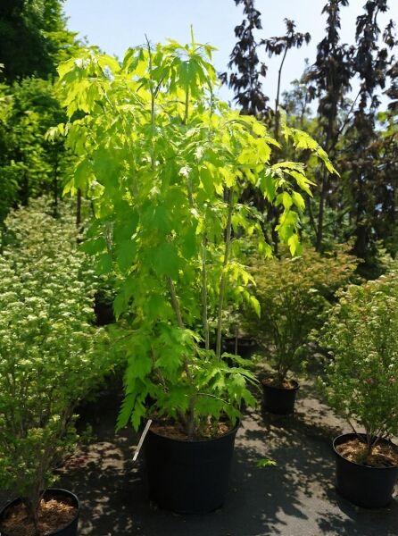 Eschen-Ahorn Acer negundo 'Kelly's Gold' 175-200 cm C50 im Topf, mehrstämmig, mit gelbgrünem Laub.