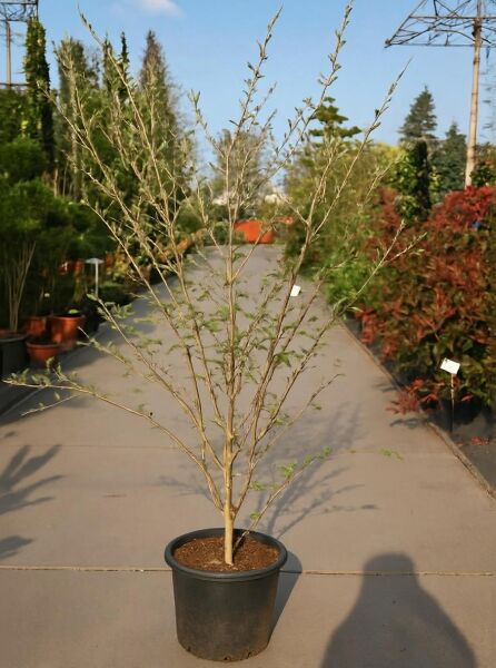 Zaubernuss Hamamelis intermedia 'Arnold Promise' 125-150 cm C20, mehrtriebiger Strauch im schwarzen Container.