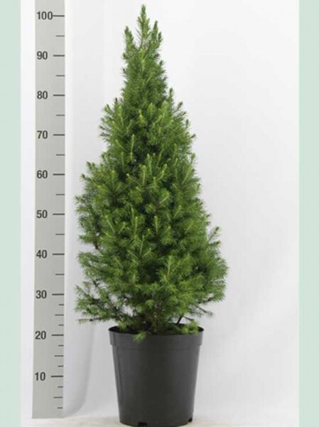 Picea glauca 'Conica' (Zuckerhut-Fichte) 70–80 cm im Topf C5, dicht verzweigt mit kegelförmigem Wuchs.