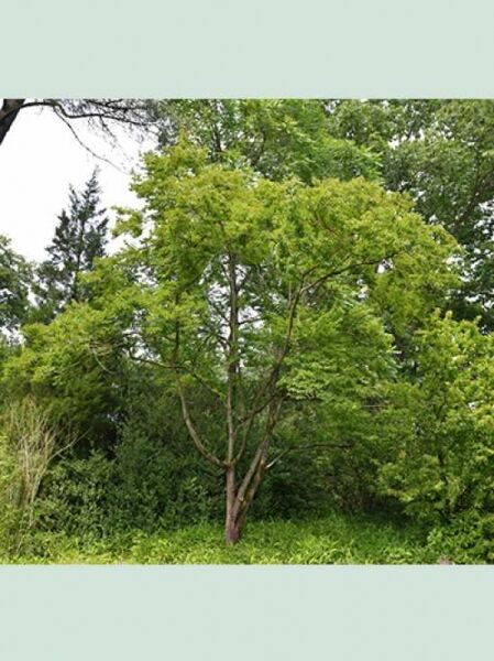 Diospyros lotus / Lotuspflaume / Dattelpflaume