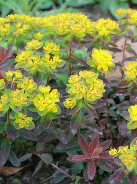 Gold-Wolfsmilch 'Bonfire ®' / Euphorbia polychroma 'Bonfire ®'