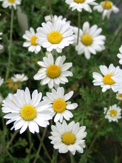 Hunds-Kamille 'Karpatenschnee' / Anthemis carpatica 'Karpatenschnee'