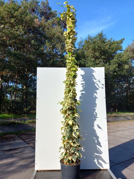 bamboe fargesia Bamboe Fargesia Simba (Fargesia murieliae 'Simba') | 150-175 cm In pot