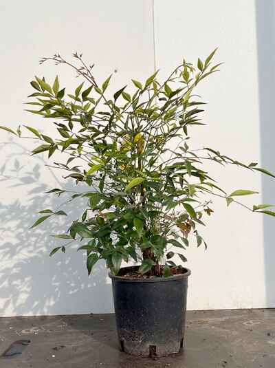 Nandina domestica (Heiliger Bambus/Himmelsbambus) 40-50 cm C3, buschige Pflanze im Topf mit grünem Laub.
