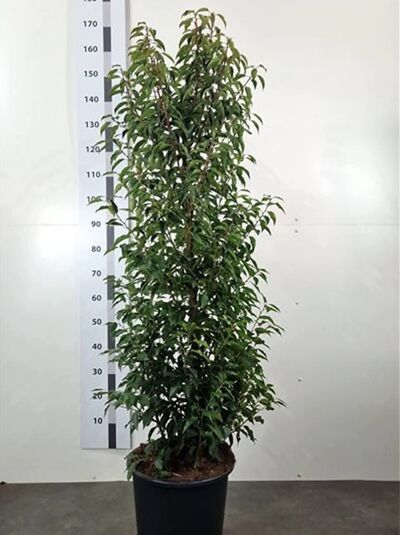 Portugiesischer Kirschlorbeer - Prunus lusitanica 'Angustifolia'