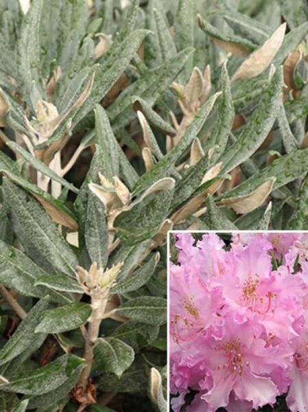 Rhododendron smirnowii 'Millennium' / Rhododendron 'Millennium'