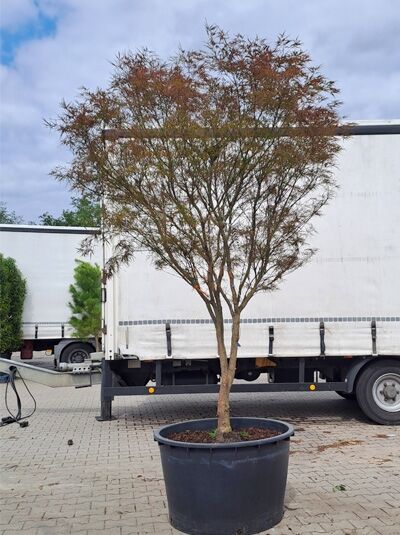 Roter Fächer-Ahorn 200-250 cm Schirmform / Acer palmatum &#039;Red Pygmy&#039; (874462)