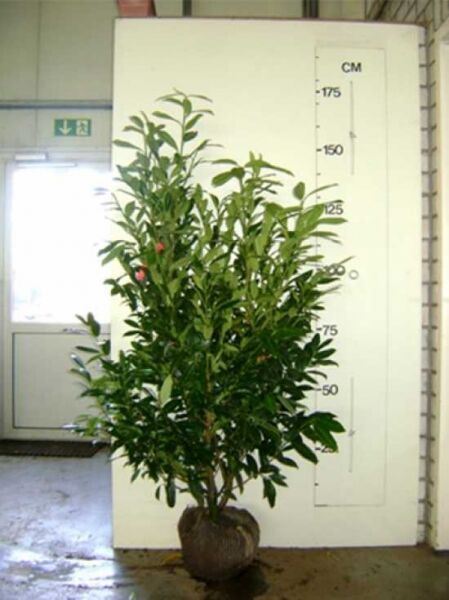 Prunus laurocerasus 'Herbergii' / Kirschlorbeer 'Herbergii' 125-150 cm m. B., mehrtriebiger Strauch mit glänzend grünen Blättern