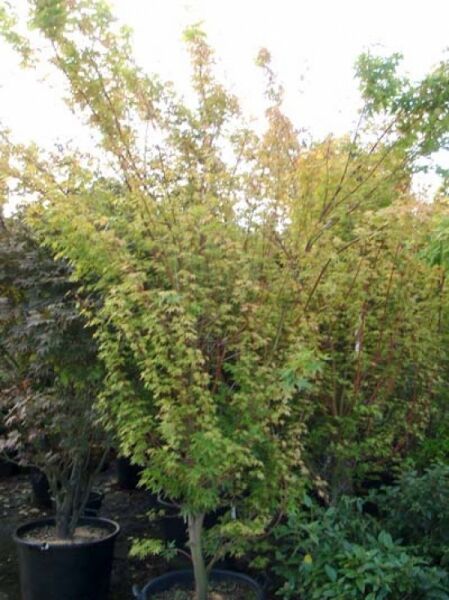 Korallenrinden-Ahorn (Acer palmatum 'Sango-kaku') 200-250 cm C50, mehrstämmiger Japanischer Ahorn im Container mit grünem Laub