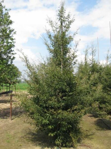 Fagus sylvatica 'Asplenifolia' (Farnblättrige Rot-Buche) 300-350 cm m. Db., aufrecht wachsender Baum mit schmalen, farnartigen Blättern.