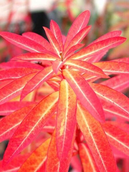 Garten-Wolfsmilch 'Fireglow' / Euphorbia griffithii 'Fireglow'