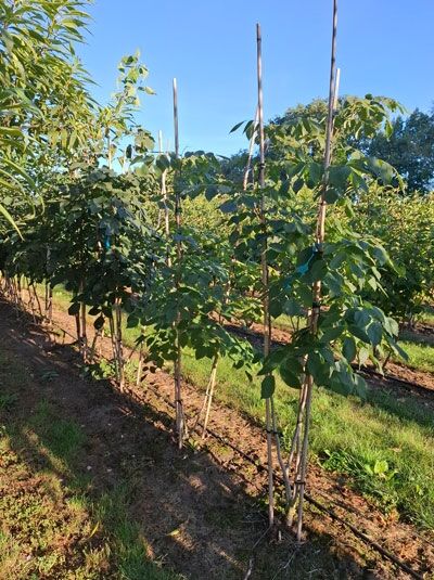 Amerikanisches Gelbholz 'mehrstämmig' / Cladrastis kentukea / Cladrastis lutea