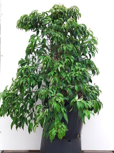 Chinesischer Hartriegel (Cornus angustata) „Empress of China“, 125–150 cm, C50, mehrtriebiger Strauch im Container mit grünem Laub