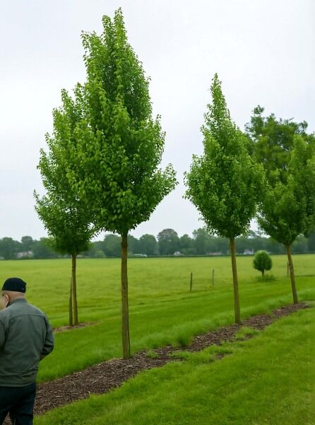 Pyrus calleryana 'Chanticleer' / Chinesische Wild-Birne 'Chanticleer' Hochstamm 35-40 StU mit Laubkrone auf Stamm