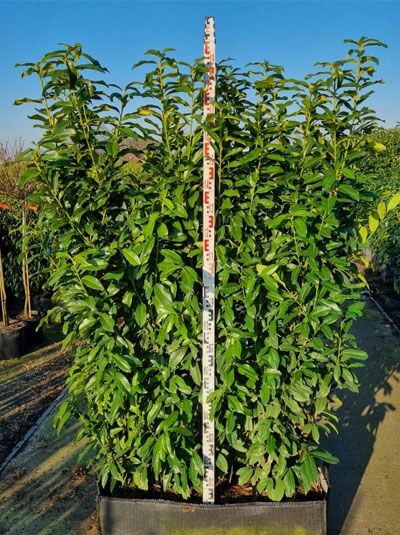 Kirschlorbeer 'Genolia' / Fertighecke / Heckenelement 180 cm / Kirschlorbeer 'Genolia' / Fertighecke / Heckenelement 180 cm