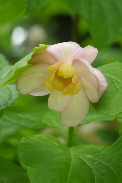 Chinesischer Gewürzstrauch / Chinesischer Gewürzstrauch