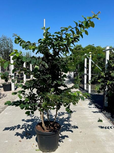 Parrotia persica (Eisenholzbaum, Parrotie) im Container C50, 175–200 cm, mehrstämmiger Baum mit grünem Laub