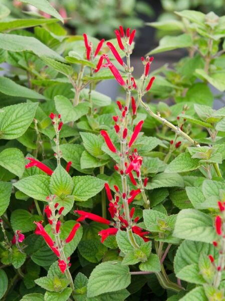 Salvia elegans  /