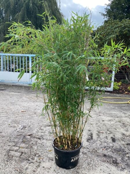 Riesendrachenbambus 'Dragon King' ® / Riesendrachenbambus 'Dragon King' ®