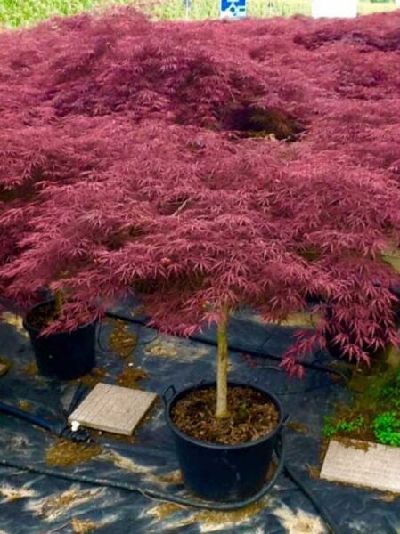 Dunkelroter Schlitz-Ahorn Acer palmatum 'Dissectum Garnet', 80 cm Stamm, im C35-Topf mit dunkelrotem, fein geschlitztem Laub.