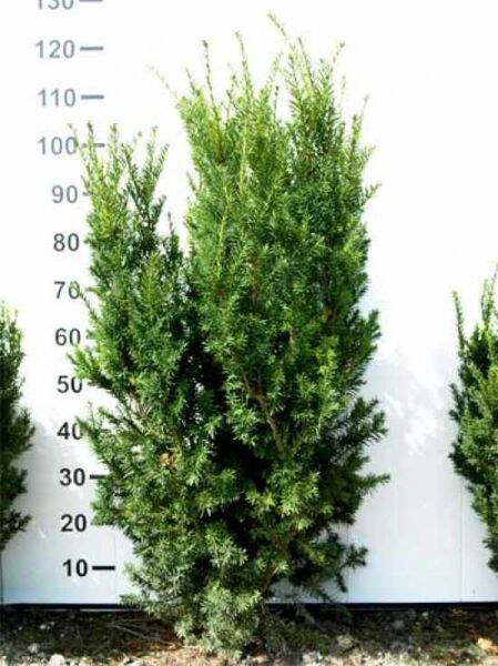 Taxus media 'Hillii' / männliche Becher-Eibe 'Hillii', 100-120 cm, Solitär im Ballen, aufrecht wachsender Nadelgehölz-Strauch