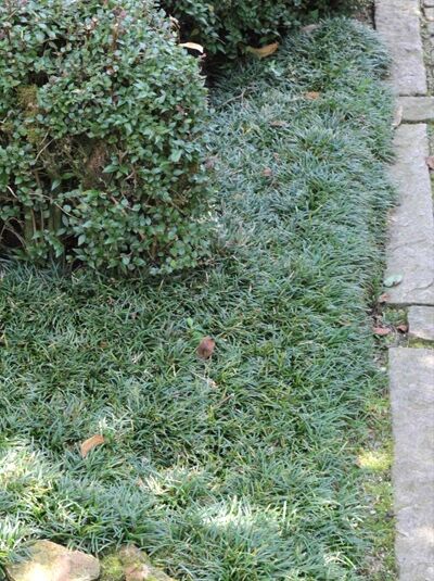 Japanischer Schlangenbart 'Kyoto Dwarf' / Ophiopogon japonicus 'Kyoto Dwarf'