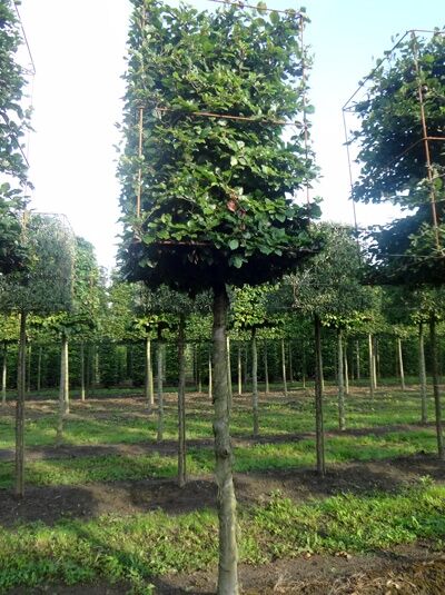 Fagus sylvatica 'Kubus'  / Rot-Buche 'Kubus' H:160 B:110 T:110 cm (220 cm Stamm)