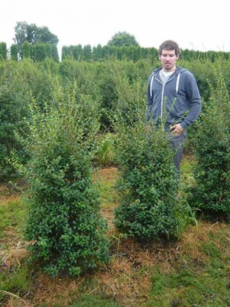 Osmanthus burkwoodii / Frühlings-Duftblüte 125-150 cm m. B., aufrechter Strauch mit dichtem, immergrünem Laub im Feldbestand
