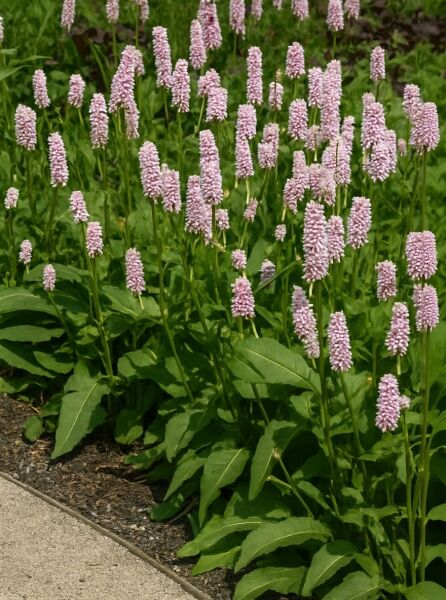 Schlangen-Knöterich / Schlangen-Knöterich