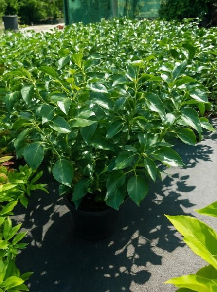 Strauch-Efeu Hedera helix 'Arborescens' 50-60 cm C10, buschige Topfpflanze mit glänzend grünen Blättern