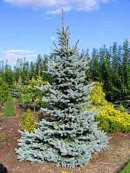 Picea pungens 'Glauca' / Blaue Stech-Fichte