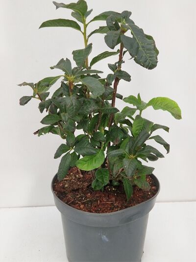 Azalea luteum 'Klondyke' (Knap-Hill) / Laubabwerfende Azalee 'Klondyke' 30-40 cm C5, Topfpflanze mit grünem Laub