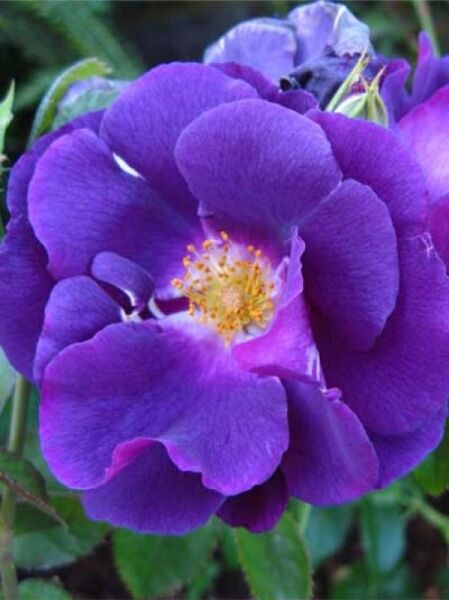 Strauchrose 'Rhapsody in Blue' / Rosa 'Rhapsody in Blue ®'