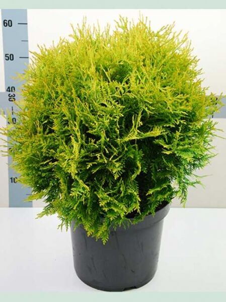 Thuja occidentalis 'Golden Globe' (Lebensbaum) im Topf C15, kugelig wachsend, 40-50 cm, gelbgrünes Nadelkleid