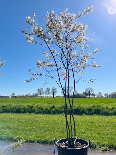 Kupfer-Felsenbirne 200 - 250 cm Schirmform / Amelanchier lamarckii (876140)