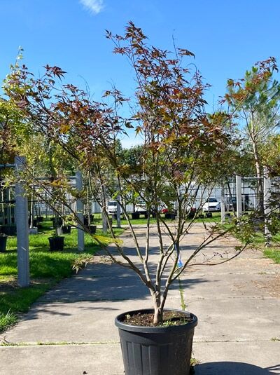 Roter Fächer-Ahorn 175-200 cm - Acer palmatum 'Atropurpureum' (876227)
